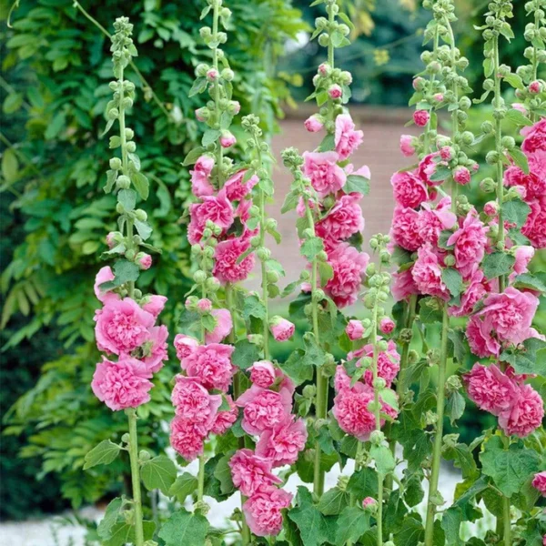 Alcea rosea 'Double Pink' - vrtni sljez