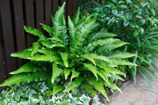 Asplenium scolopendrium-obični jelenjak