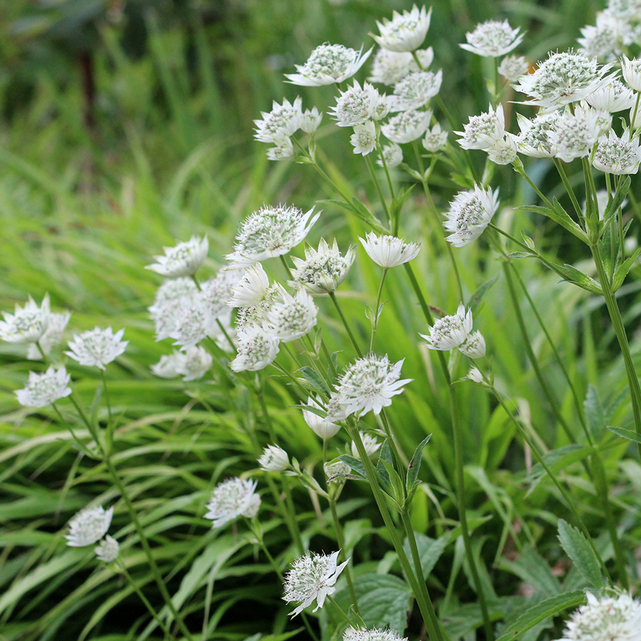 Astrantia major "White"