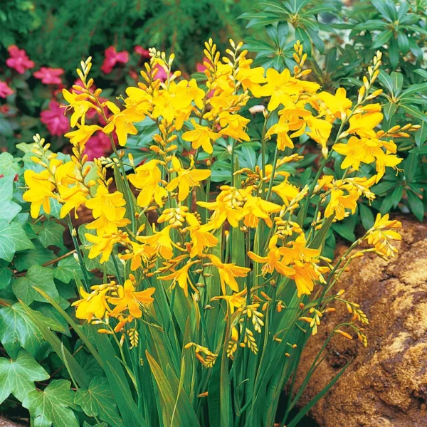 Crocosmia 'George Davison'