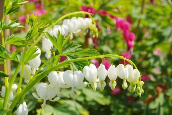 dicentra-spectabilis-Alba-tvrtkohr Dicentra spectabilis "Alba"-srdašce