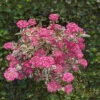 Hydrangea serrata 'Euphoria Pink' - hortenzija