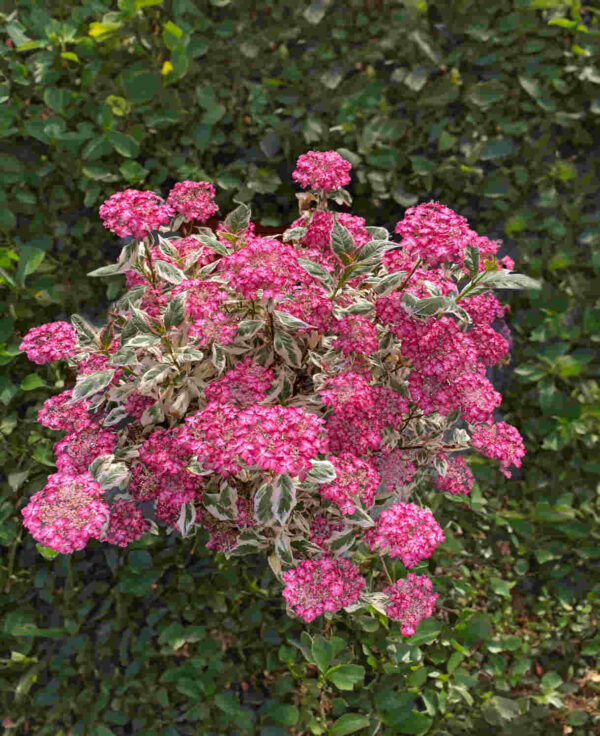 Hydrangea serrata 'Euphoria Pink' - hortenzija