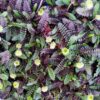Leptinella squallida 'Platt's Black'