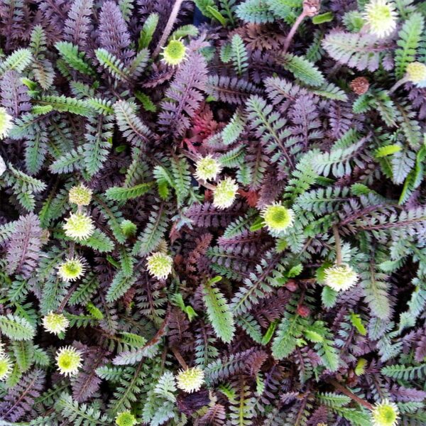 Leptinella squallida 'Platt's Black'