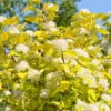 Physocarpus opulifolius 'Darts Gold'