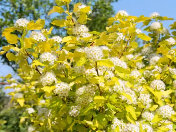 Physocarpus opulifolius 'Darts Gold'