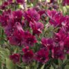 Alstroemeria Inticancha 'Dark Purple' - peruanski ljiljan