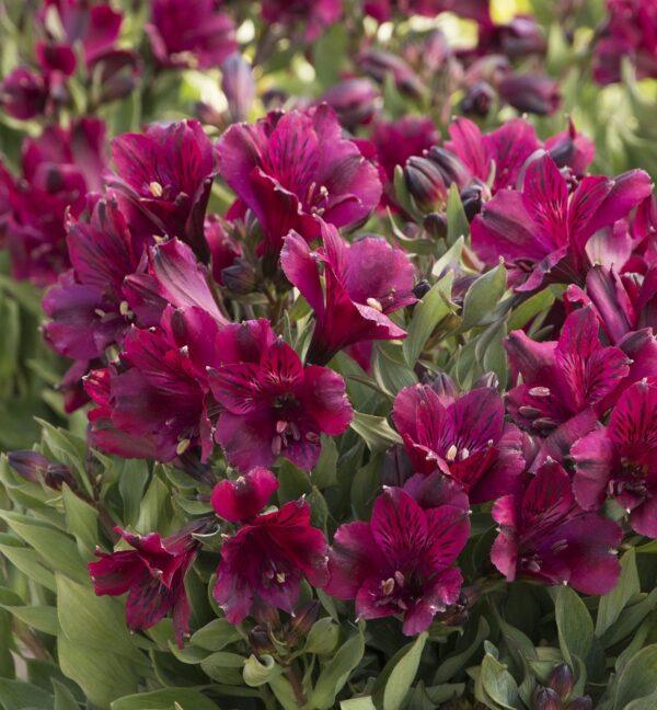 Alstroemeria Inticancha 'Dark Purple' - peruanski ljiljan