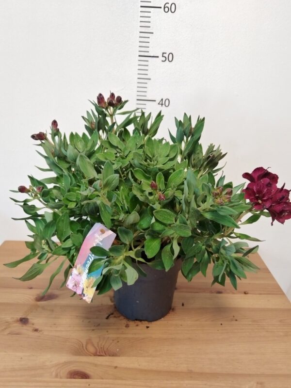 Alstroemeria Inticancha 'Dark Purple' - peruanski ljiljan