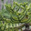 Araucaria araucana Araucaria araucana - čileanska araukarija