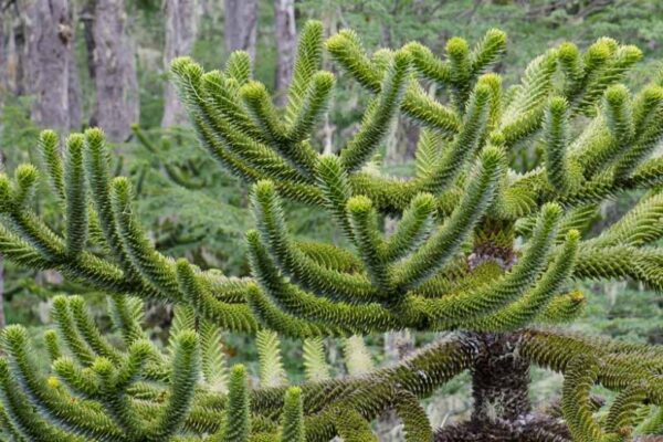 Araucaria araucana Araucaria araucana - čileanska araukarija