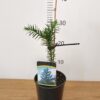 Araucaria araucana-tvrtko Araucaria araucana - čileanska araukarija