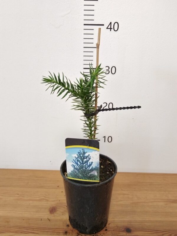 Araucaria araucana-tvrtko Araucaria araucana - čileanska araukarija