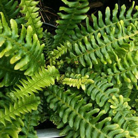 Blechnum spicant
