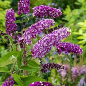 Buddleja davidii 'Berries & Cream'