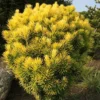Cephalotaxus harringtonia 'Korean Gold'