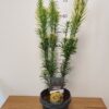 Cephalotaxus harringtonia 'Korean Gold'