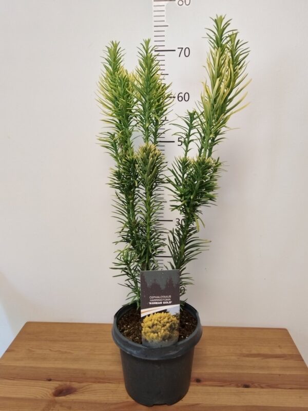Cephalotaxus harringtonia 'Korean Gold'