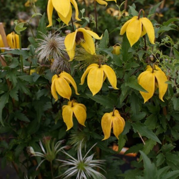 Clematis 'Corry'