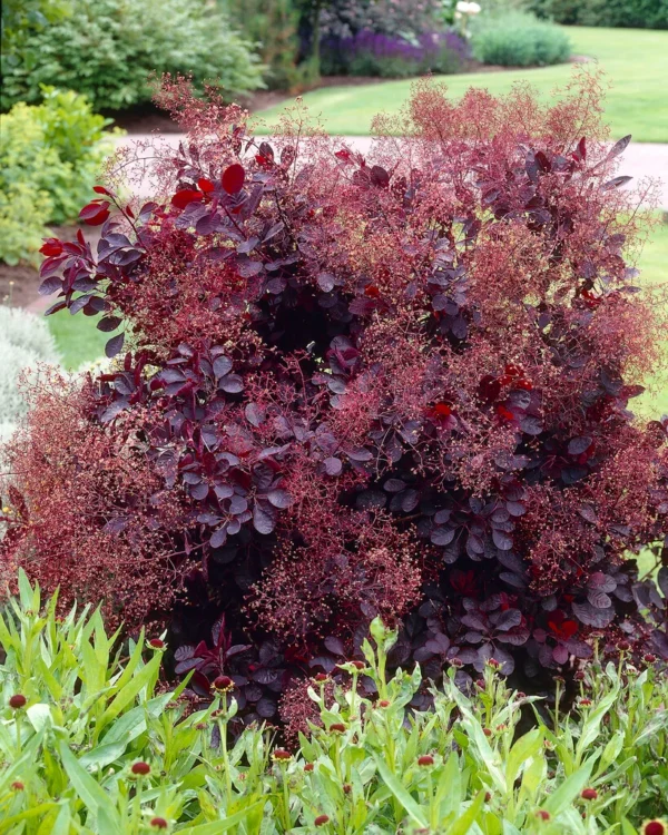 Cotinus coggygria 'Royal Purple'