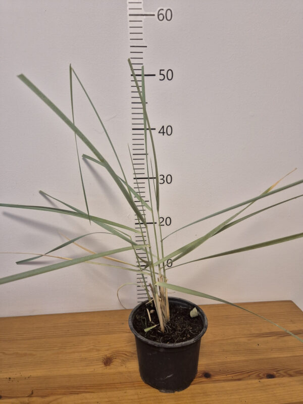 Elymusopgtvrtko Elymus arenarius - plava lajmska trava