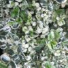 Euonymus fortunei 'Silver Carpet'