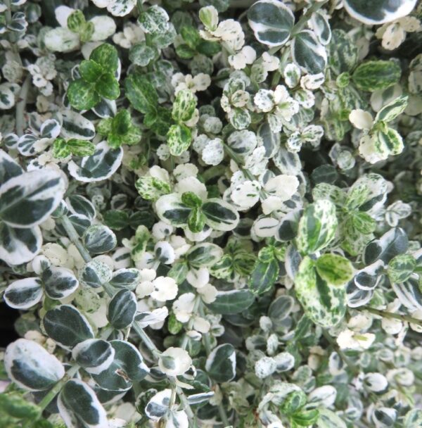 Euonymus fortunei 'Silver Carpet'