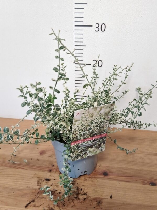 Euonymus fortunei 'Silver Carpet'