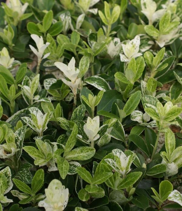 Euonymus japonicus 'Pierrolino'
