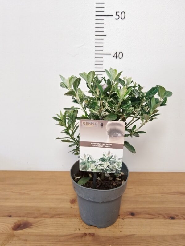 Euonymus japonicus 'Pierrolino'