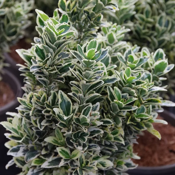 Euonymus japonicus 'White Spire'