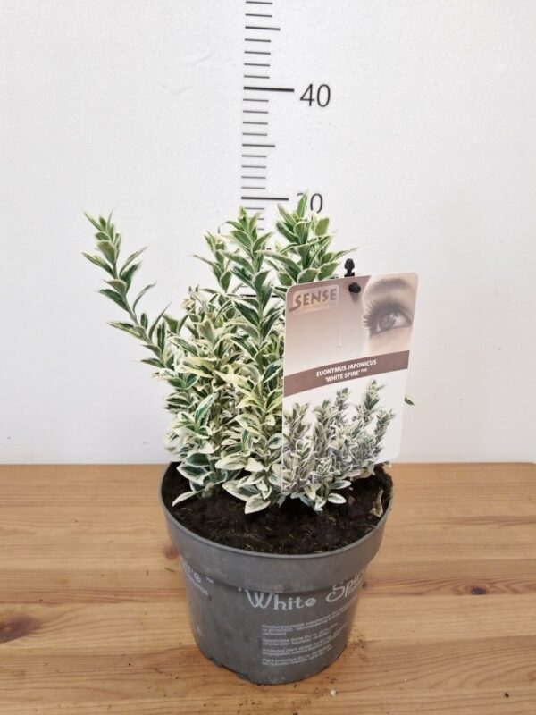 Euonymus japonicus 'White Spire'