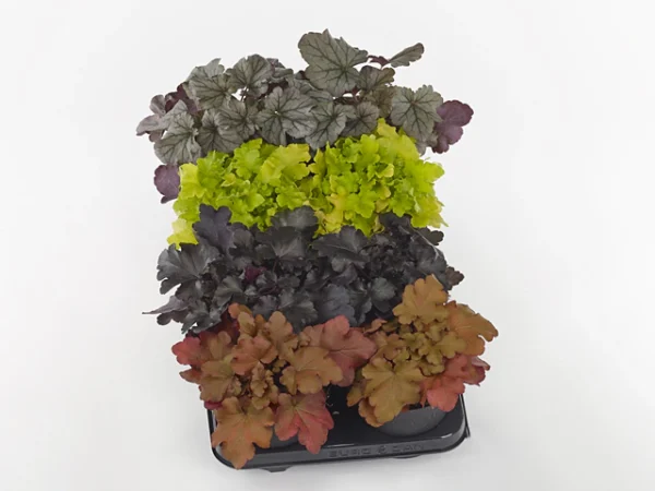 Heuchera 'Indian Summer Mix' –  koraljni zvončići