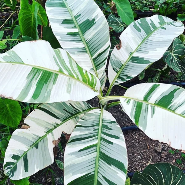 Musa 'Florida Variegata'- banana