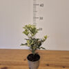 Osmanthus heterophyllus 'Goshiki'