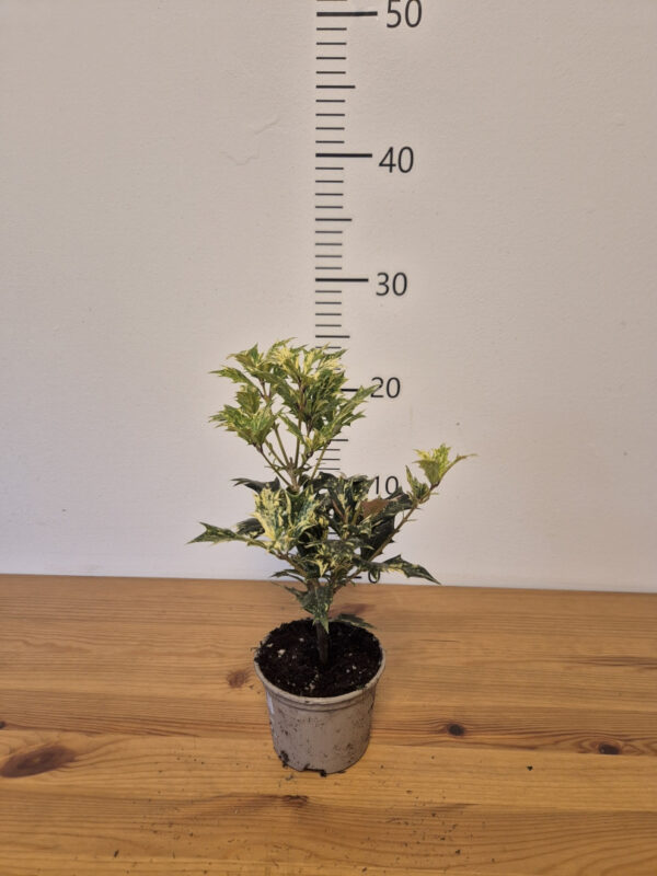 Osmanthus heterophyllus 'Goshiki'