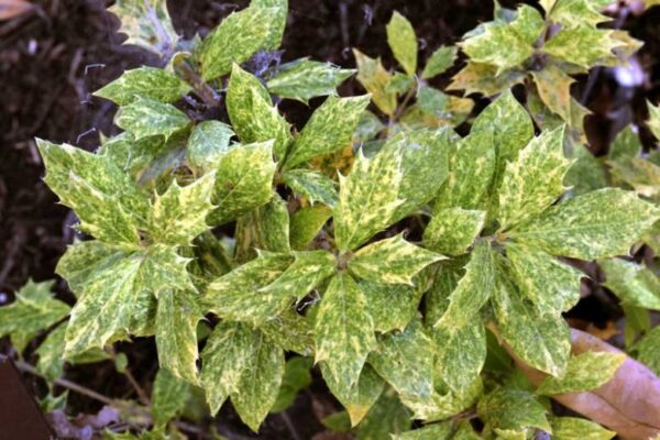 Osmanthus heterophyllus 'Goshiki'