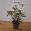 Osmanthus heterophyllus 'Goshiki'tvrtko Osmanthus heterophyllus 'Goshiki'