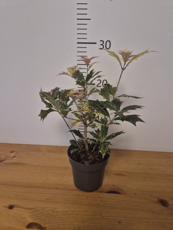 Osmanthus heterophyllus 'Goshiki'tvrtko Osmanthus heterophyllus 'Goshiki'