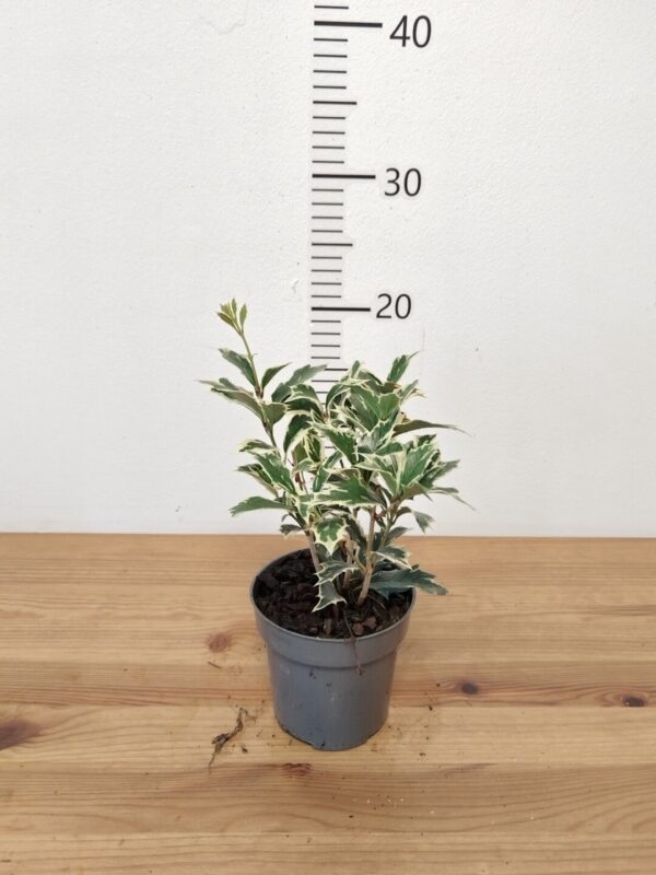 Osmanthus heterophyllus 'Variegatus'