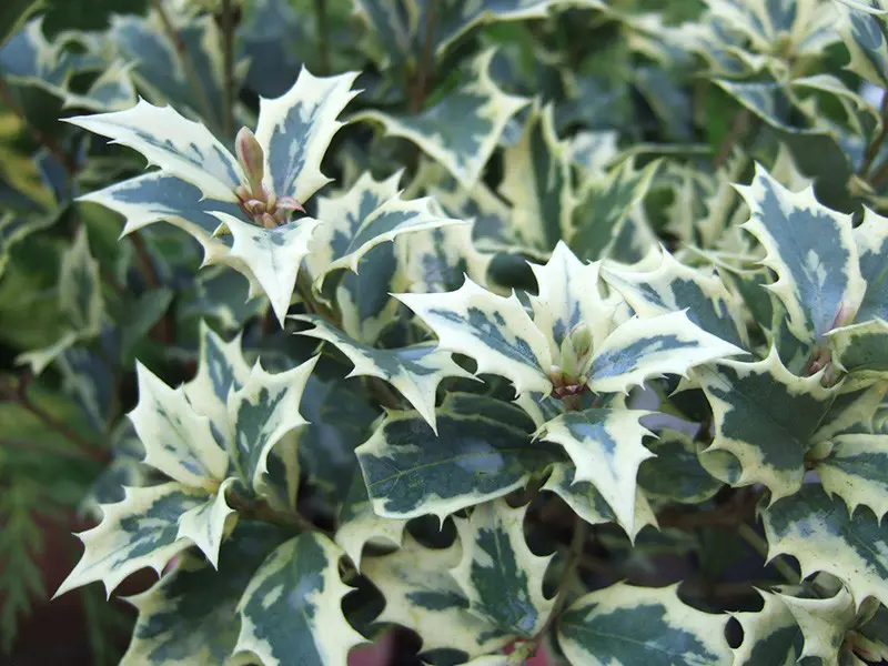 Osmanthus heterophyllus 'Variegatus'