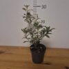 Osmanthus heterophyllus 'Variegatus'tvrtko Osmanthus heterophyllus 'Variegatus'