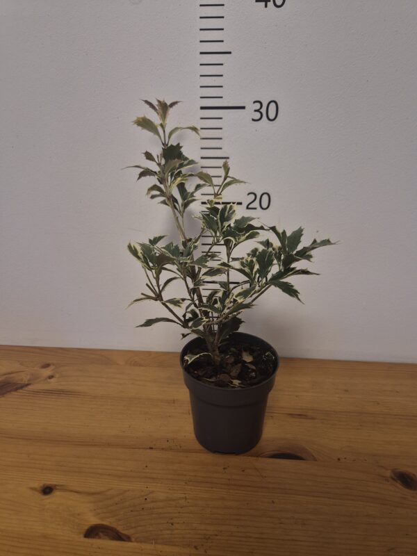 Osmanthus heterophyllus 'Variegatus'tvrtko Osmanthus heterophyllus 'Variegatus'