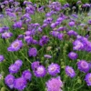 Scabiosa columbaria 'Mariposa Blue'