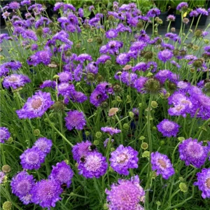 Scabiosa columbaria 'Mariposa Blue'