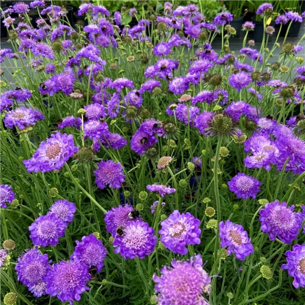 Scabiosa columbaria 'Mariposa Blue'