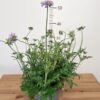 Scabiosa columbaria 'Mariposa Blue'