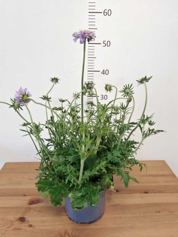 Scabiosa columbaria 'Mariposa Blue'