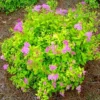 Spiraea japonica 'Goldmound'